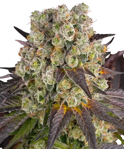 Purple Punch x Lemon Drizzle | PHOTOFEM | Barneys Farm