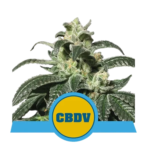 Royal CBDV | AUTOFEM | Royal Queen Seeds