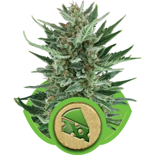 Royal Cheese | AUTOFEM | Royal Queen Seeds