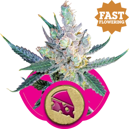 Royal Cheese FAST Version | PHOTOFEM | Royal Queen Seeds