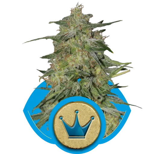 Royal Highness CBD | PHOTOFEM | Royal Queen Seeds