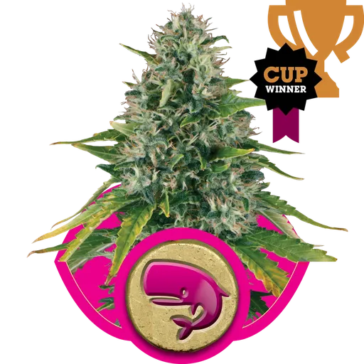 Royal Moby | PHOTOFEM | Royal Queen Seeds