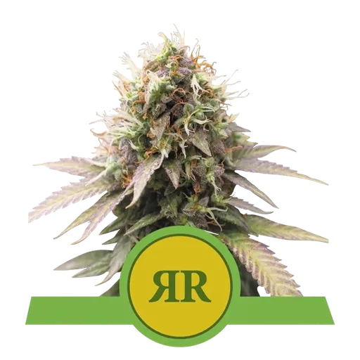 Royal Runtz Auto | AUTOFEM | Royal Queen Seeds