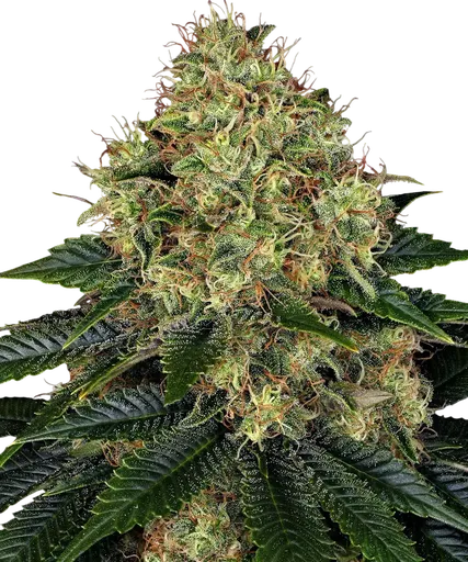 Skywalker OG | AUTOFEM | Barneys Farm