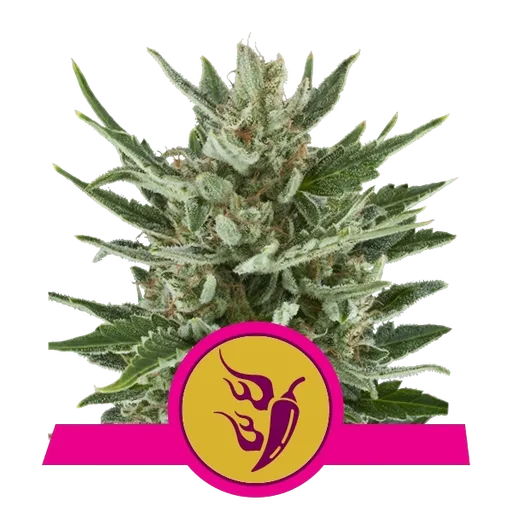Speedy Chile FAST VERSION | PHOTOFEM | Royal Queen Seeds