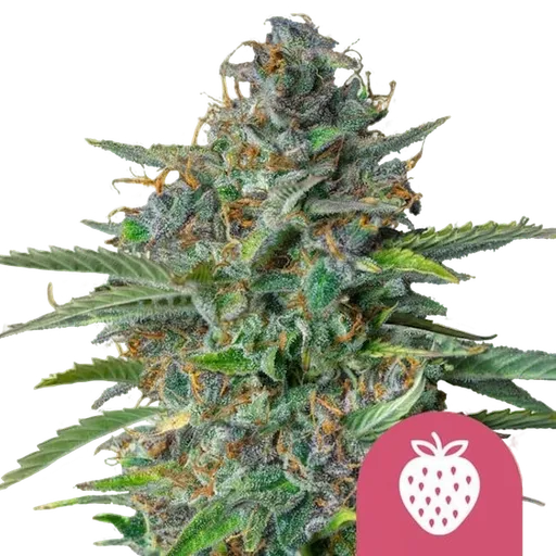 Strawberry Cough | PHOTOFEM | Royal Queen Seeds