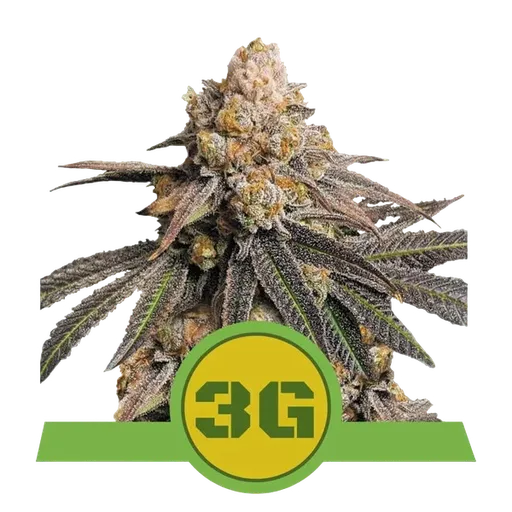 Triple G Auto | AUTOFEM | Royal Queen Seeds