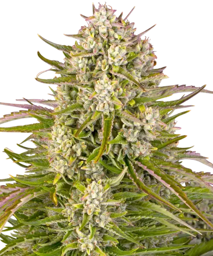 Wedding Cake Auto | AUTOFEM | Barneys Farm