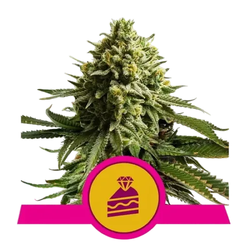 Wedding Cake | PHOTOFEM | Royal Queen Seeds