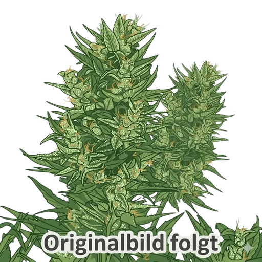 Mix | PHOTOFEM | Royal Queen Seeds