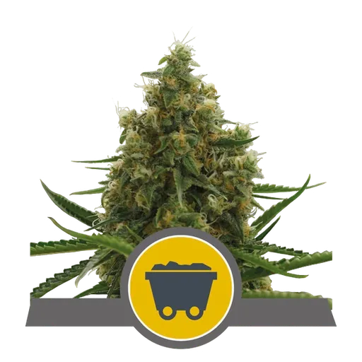 Shining Silver Haze | PHOTOREG | Royal Queen Seeds
