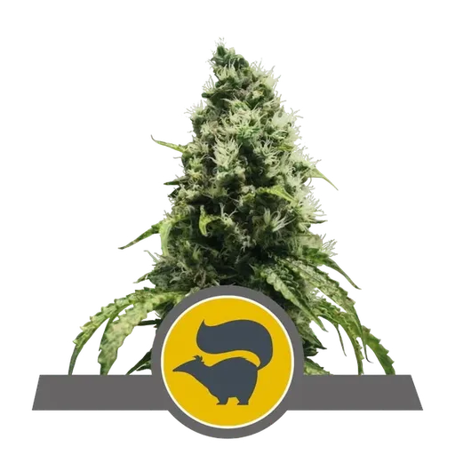 Skunk XL | PHOTOREG | Royal Queen Seeds