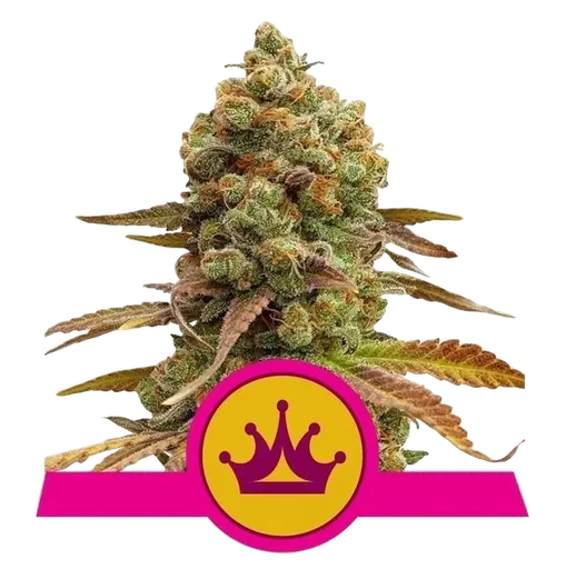 Special Queen #1 | PHOTOFEM | Royal Queen Seeds