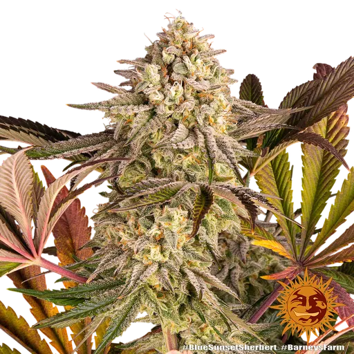 Blue Sunset Sherbert | PHOTOFEM | Barneys Farm