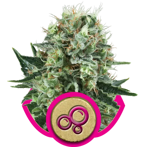 Bubble Kush | PHOTOFEM | Royal Queen Seeds