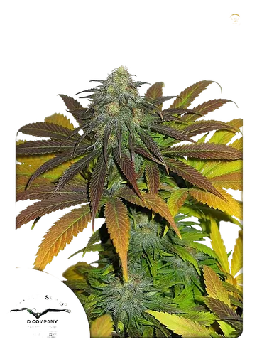 Californian Orange | PHOTOFEM | Dutch Passion