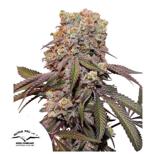Candy Bubatz XL Auto | AUTOFEM | Dutch Passion