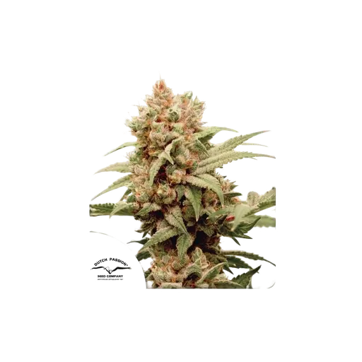 CBG-Force | PHOTOFEM | Dutch Passion
