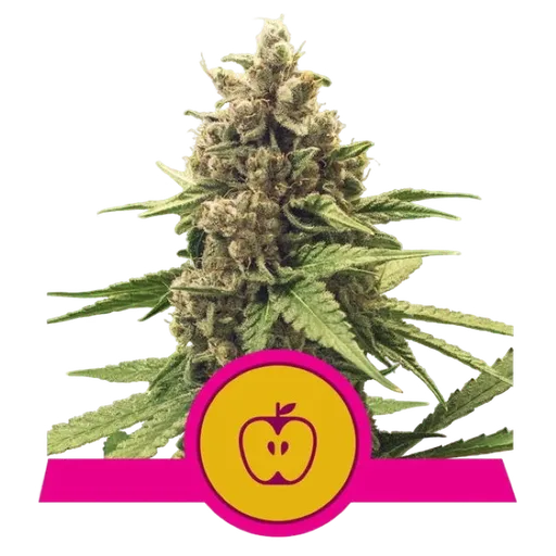 Apple Fritter | PHOTOFEM | Royal Queen Seeds