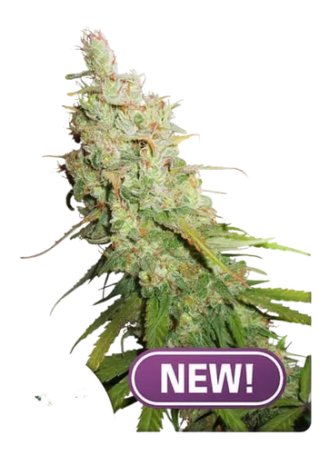 Desfran Auto | AUTOFEM | Dutch Passion