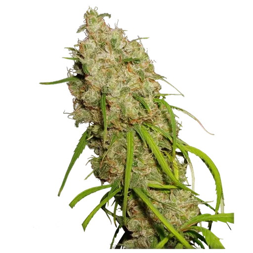 Desfran | PHOTOFEM | Dutch Passion