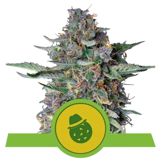 Do-Si-Dos Auto | AUTOFEM | Royal Queen Seeds