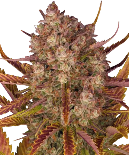 Dos Si Dos | AUTOFEM | Barneys Farm
