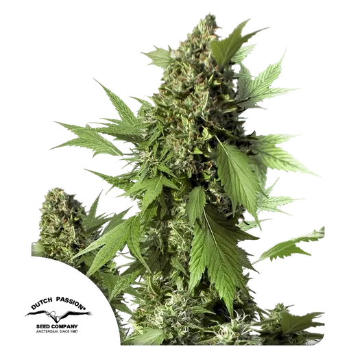 Duck | AUTOFEM | Dutch Passion