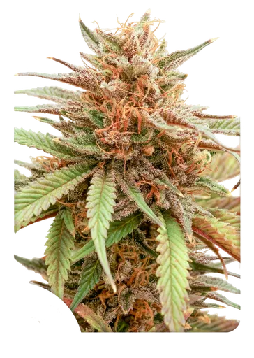Durban Dew | PHOTOFEM | Dutch Passion