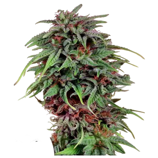 Durban Poison | PHOTOFEM | Dutch Passion