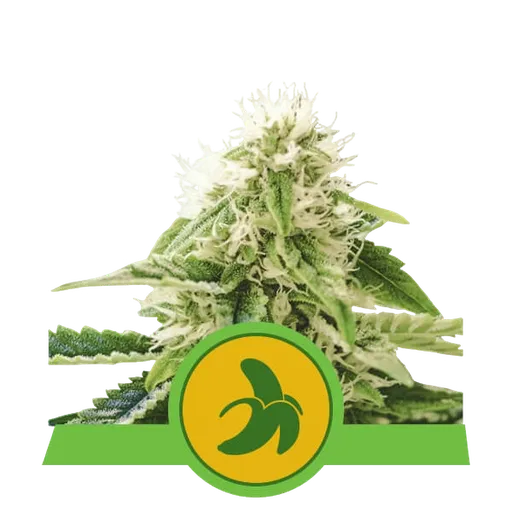Fat Banana Auto | AUTOFEM | Royal Queen Seeds