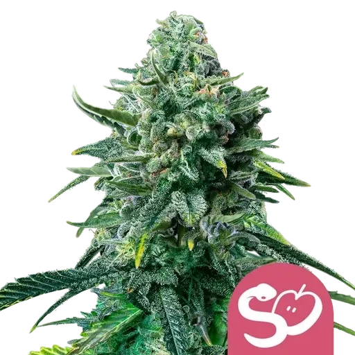 Forbidden Fruit | PHOTOFEM | Royal Queen Seeds