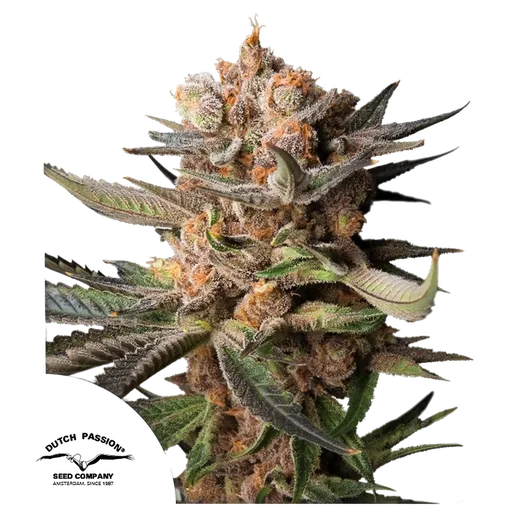 Frozen Biscotti Auto | AUTOFEM | Dutch Passion