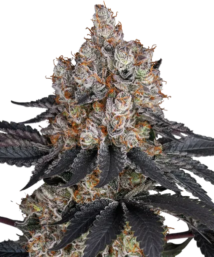 Gelato | PHOTOFEM | Barneys Farm