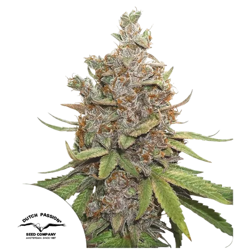 Glueberry O.G. Auto | AUTOFEM | Dutch Passion