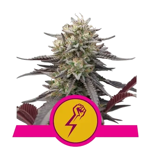 Green Crack Punch | PHOTOFEM | Royal Queen Seeds