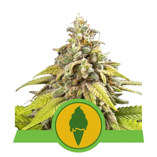 Green Gelato Auto | AUTOFEM | Royal Queen Seeds