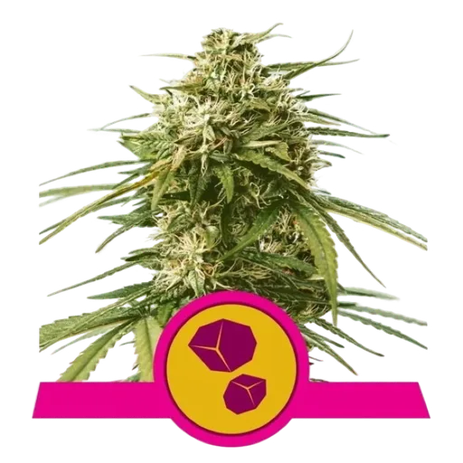 Gushers | PHOTOFEM | Royal Queen Seeds