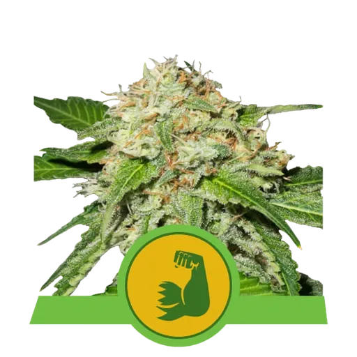 HulkBerry Auto | AUTOFEM | Royal Queen Seeds