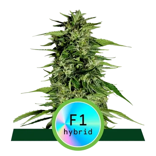 Hyperion F1 | AUTOFEM | Royal Queen Seeds