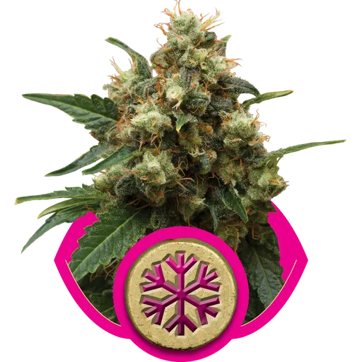 Ice | PHOTOFEM | Royal Queen Seeds