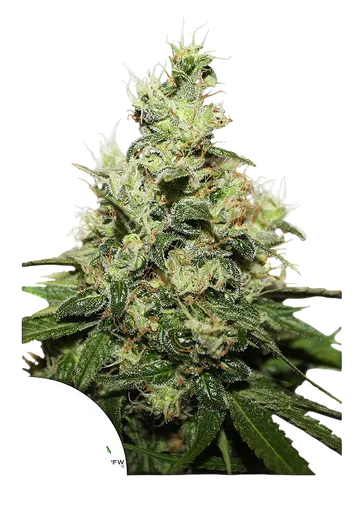 Kush CBD | PHOTOFEM | Dutch Passion