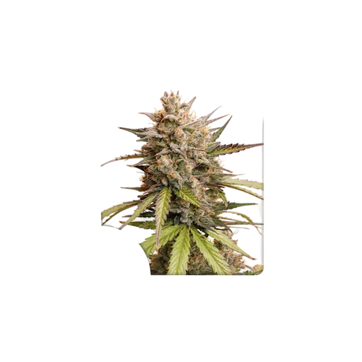 Melonade Runtz Auto | AUTOFEM | Dutch Passion