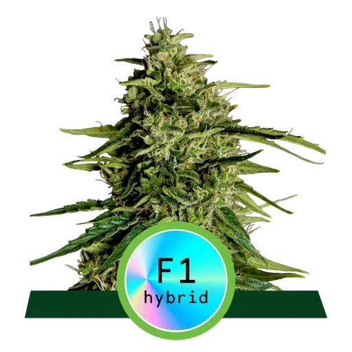 Milky Way F1 | AUTOFEM | Royal Queen Seeds