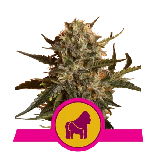 Mother Gorilla (formerly Royal Madre) | PHOTOFEM | Royal Queen Seeds