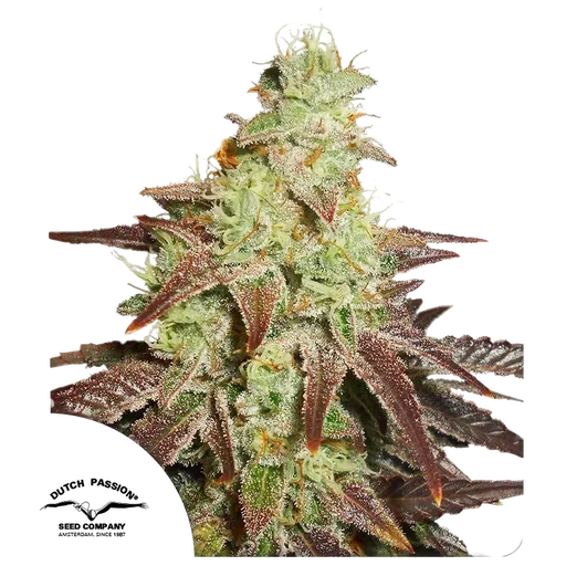 Night Queen | AUTOFEM | Dutch Passion