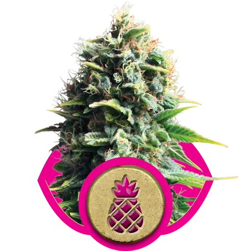 Pineapple Kush | PHOTOFEM | Royal Queen Seeds