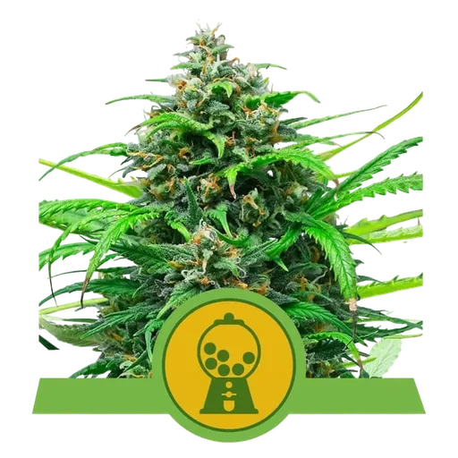 Pink Runtz Auto | AUTOFEM | Royal Queen Seeds