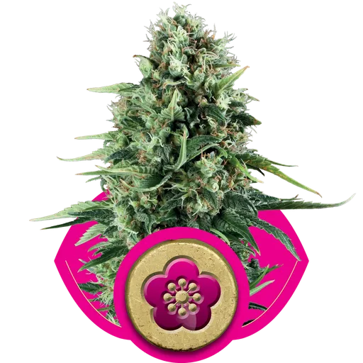 Power Flower | PHOTOFEM | Royal Queen Seeds