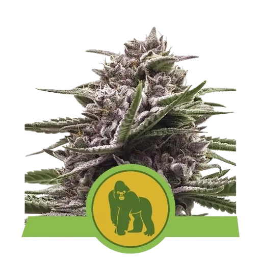 Royal Gorilla